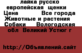 лайка русско-европейская (щенки) › Цена ­ 5 000 - Все города Животные и растения » Собаки   . Вологодская обл.,Великий Устюг г.